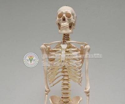 หุ่นโครงกระดูก XC-101 180CM SKELETON